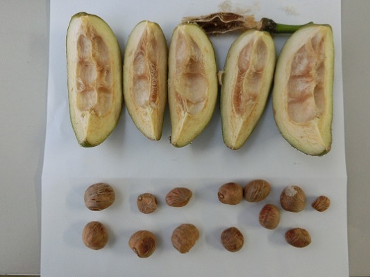 ブログ]パキラの実収穫しました！ - 北海道立サンピラーパーク｜名寄市